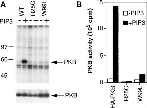 Dual Role Of Phosphatidylinositol Trisphosphate In The Activation