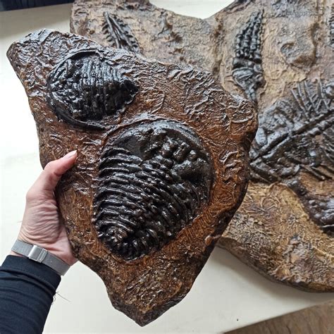 Giant Wall Clock Replica Trilobite Fossils Huge Wall Dial Creative Art