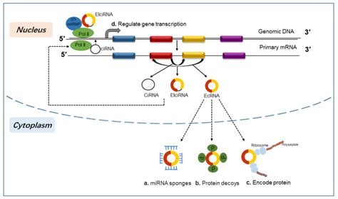 Circular Rna As A Novel Regulator And Promising Biomarker In Polycystic