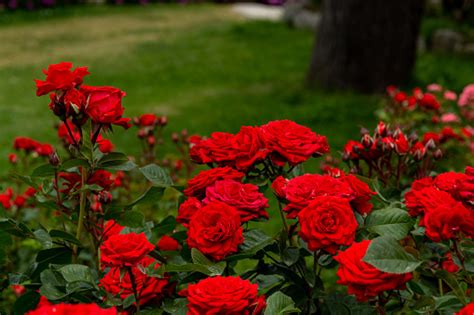 Beautiful Red Roses Blooming In The Rose Garden Stock Photo Download