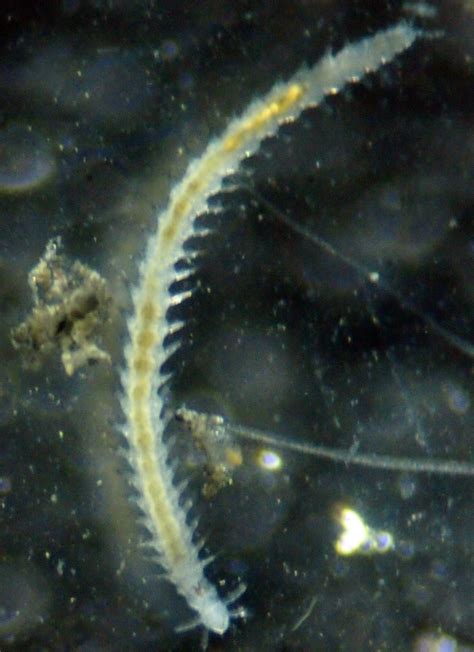 New Species Of Marine Worm Discovered On Antarctica S Deception Island