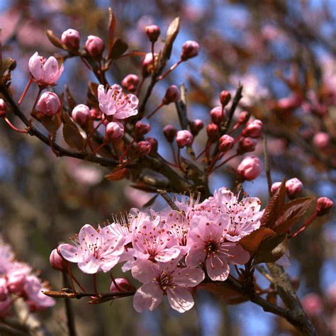 Süs Eriği Prunus Cerasifera Pissardii Nigra