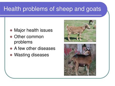 Ppt Sheep And Goat Health Powerpoint Presentation Free Download Id 1400132