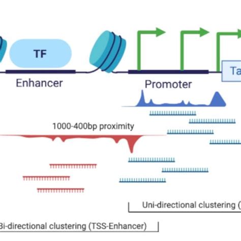 Overlay Of Cage Rna Seq And Wgbs Data Tracks Centred Using The