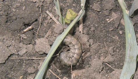 Black Cutworm And True Armyworm Identification Scouting And Management Golden Harvest