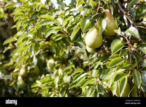 Pear williams tree hi-res stock photography and images - Alamy