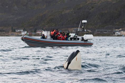 In Norway, Whale Watchers Churn a “Soup of Chaos” | Hakai Magazine