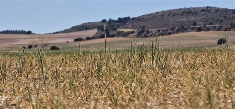 Las Preocupantes Imágenes Que Deja La Sequía En Los Cultivos De Secano