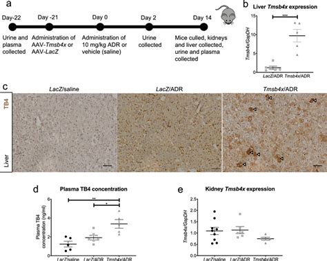 AAV2 7 causes systemic upregulation of thymosin β4 in vivo a BALB c