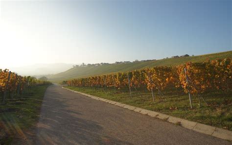 Weingut Fried Baumg Rtner Wein Plus Directorio Empresarial