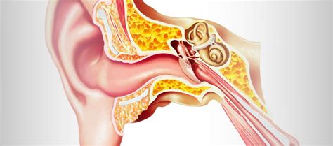 Dysfonctionnement De La Trompe D Eustache Osteopedia Le Portail Web