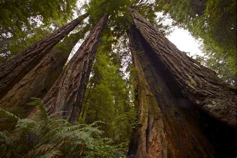 Exploring The Worlds Largest Coast Redwood Tree