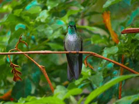 Lampornis Viridipallens FILO CHORDATA CLASE AVES Listado De