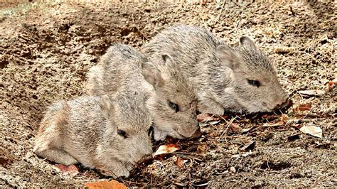 Rare peccary triplets born at Los Angeles Zoo - ABC7 Los Angeles