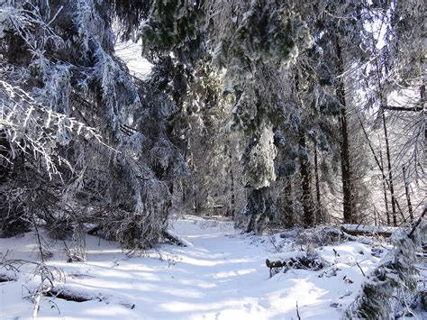 Free Images Landscape Tree Nature Forest Wilderness Snow Sky Trail White Meadow