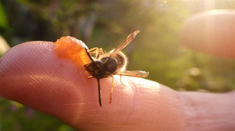 I Made A Wasp Friend Vespula Vulgaris YouTube