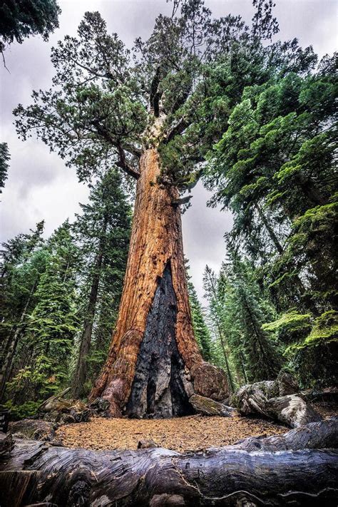 Mariposa Grove Is A Sequoia Grove Near Wawona California Us In Yosemite