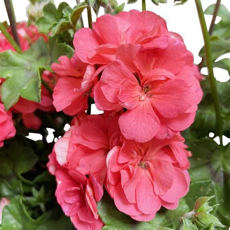 Les Secrets Du Geranium Lierre Double Rouge