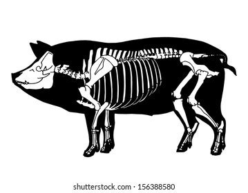 Pig Skeleton: Over 303 Royalty-Free Licensable Stock Vectors & Vector ...