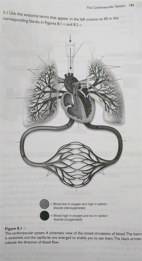 De Medical Terminology Chapter The Cardiovascular System Figure