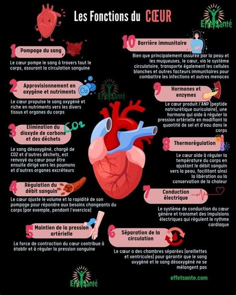 Valuation Sch Ma Appareils Reproducteurs Organes G Nitaux Artofit