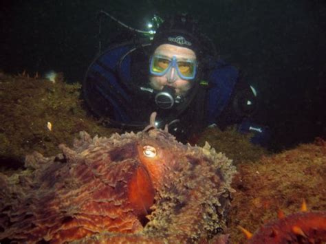 Hood Canal divers proud of giant Pacific octopus habitat