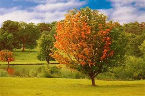 Autumn Tree In A Park Free Stock Photo - Public Domain Pictures