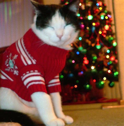 Shudder at These Pictures of Cats Wearing Ugly Holiday Sweaters - Catster