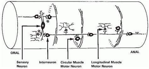 Nutritional Physiology Of The Alimentary Tract Basicmedical Key