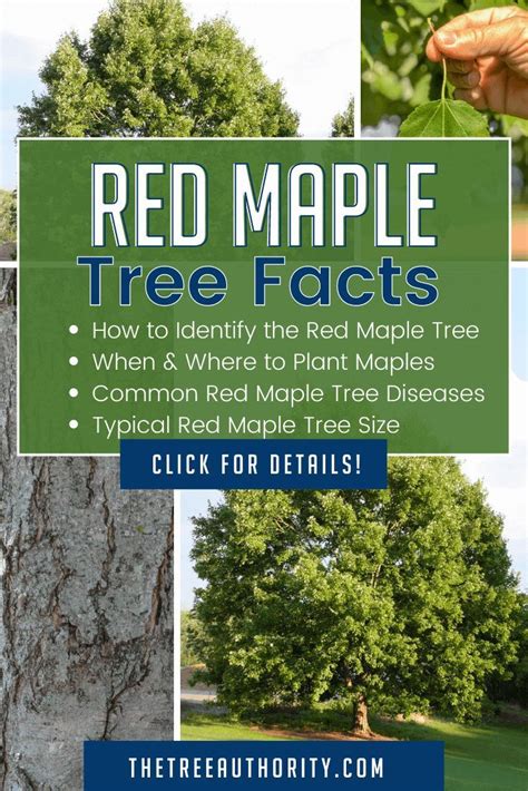 Red Maple Tree Facts (Acer Rubrum) | Red maple tree, Red maple tree ...