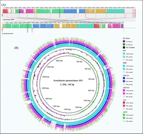 Comparative Genomic Analysis Between A Pasteurianus Ab And Other