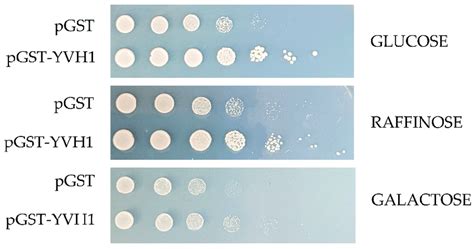 Ectopic Expression Of Gst Yvh Suppresses The Slow Growth Phenotype Of