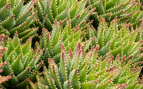 Succulent Wallpaper Succulents Wallpaper Succulents Cactus Plants