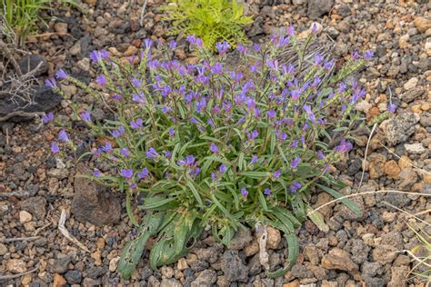 IMG 2392 Echium bonnetii viborina canaria Gerardo García Casanova