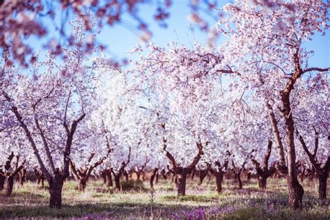 Flowering Almond Trees Care & Growing Guide