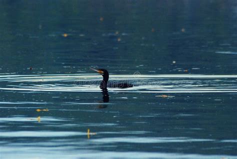 Cormorant Fishing in the Lake Stock Image - Image of fisheaters, fishing: 190030967