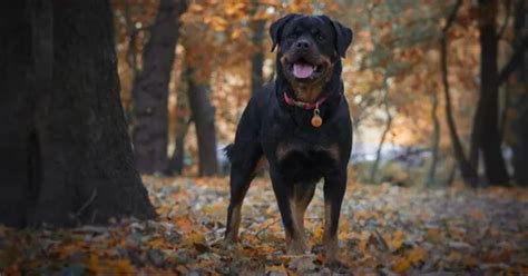 Croquettes Rottweiler Comment Les Choisir Hector Kitchen