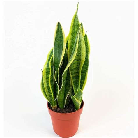 Sansevieria trifasciata FUTURA SUPERBA Langue de belle mère Plante