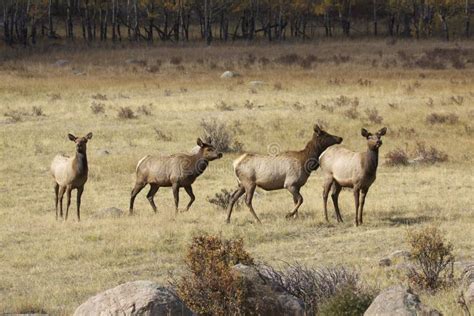 Small Cow Elk Herd stock photo. Image of wildlife, mammal - 27059368