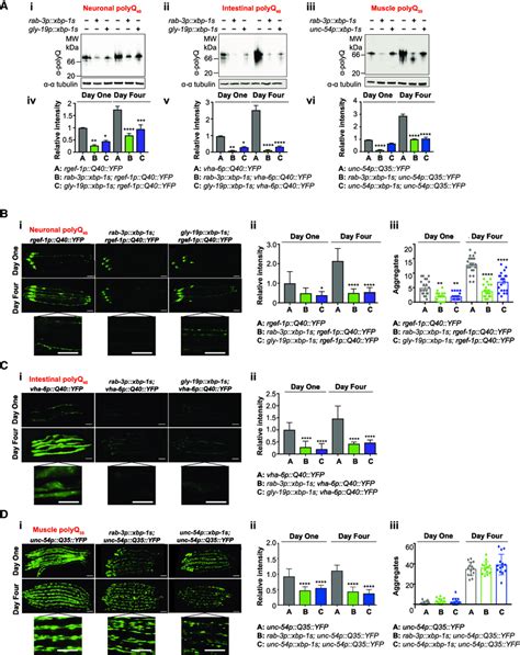 Xbp S Expression Reduces Levels Of Polyq A Native Western Blot