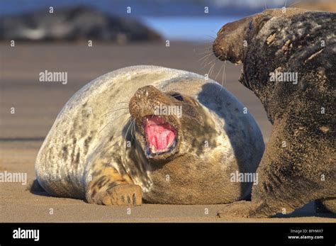 English Seals Hi Res Stock Photography And Images Alamy