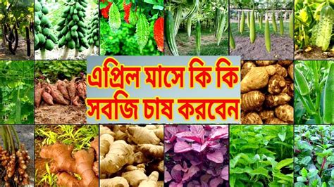 এপ্রিল মাসে কি কি সবজি চাষ করবেন Youtube