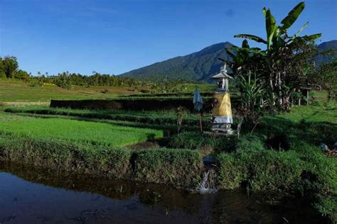 Explaining Balis Subak System And Why Rice Fields Are Cultural