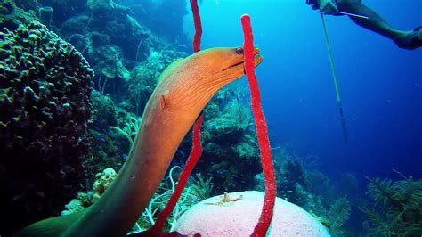 The Aquarium - Half Moon caye & Long caye, Belize - YouTube