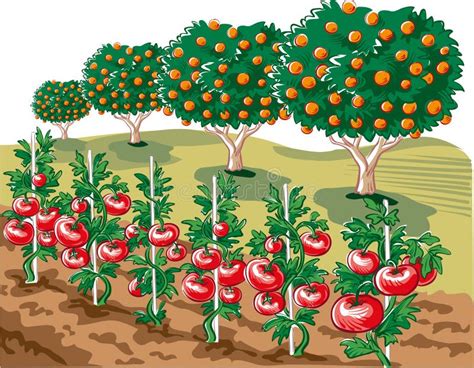 Garden Cultivated with Tomato Plants. Stock Illustration - Illustration ...