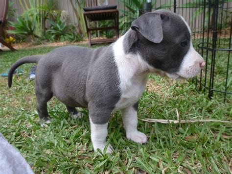 Blue Purebred American Staffy Pups For Sale