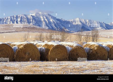 Cattle Ranch In Foothills Of Rocky Mountains Hi Res Stock Photography