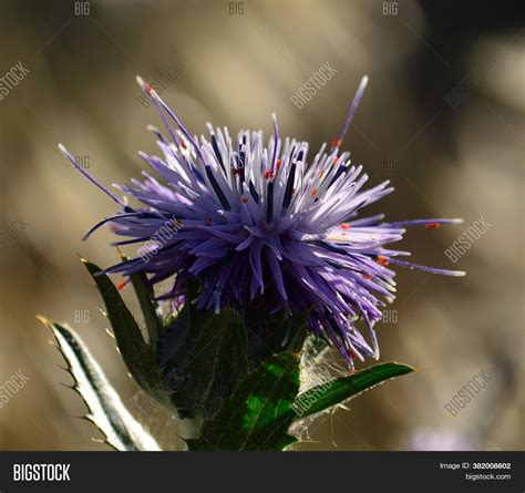 Wild Thistle Flower Image & Photo (Free Trial) | Bigstock
