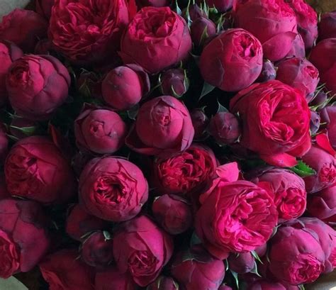 Новости | Beautiful flower arrangements, Beautiful flowers, Pretty flowers