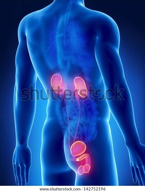 Urogenital Male Anatomy Posterior Xray View